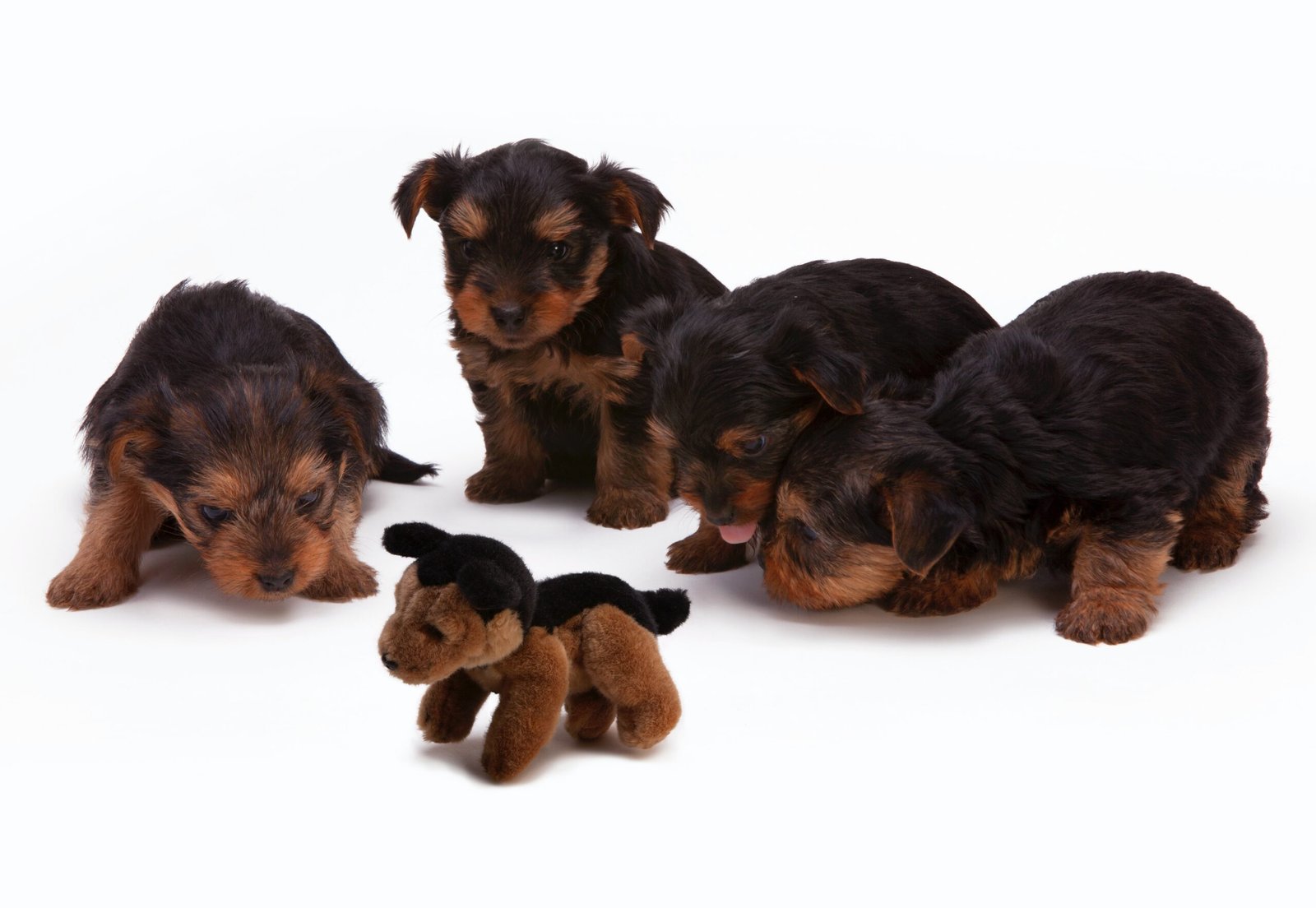 Responsible Dog Breeding in Australia