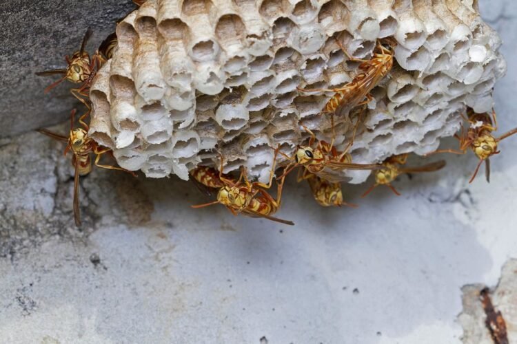 How Professional Removal Keeps Homes Wasp Nest-Free