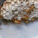 How Professional Removal Keeps Homes Wasp Nest-Free