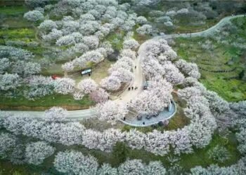 Global Top Five Plum Gardens: Development Strategies and Operational Success Case Studies