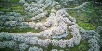 Global Top Five Plum Gardens: Development Strategies and Operational Success Case Studies